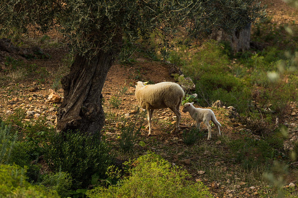 animales salvajes en the glamping mallorca