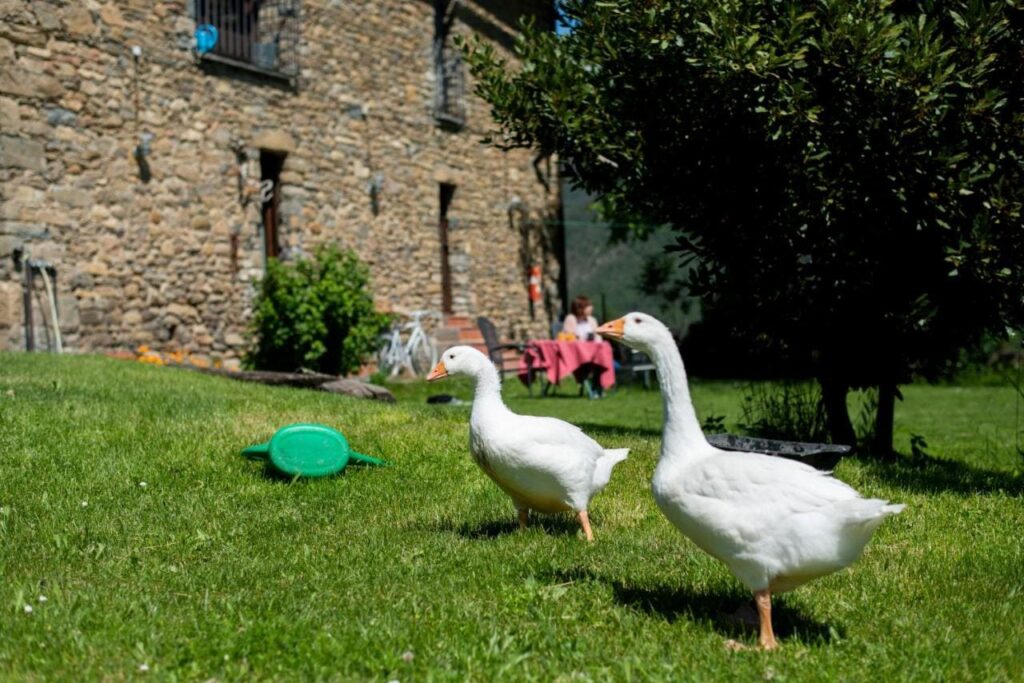 granja con patos para niños